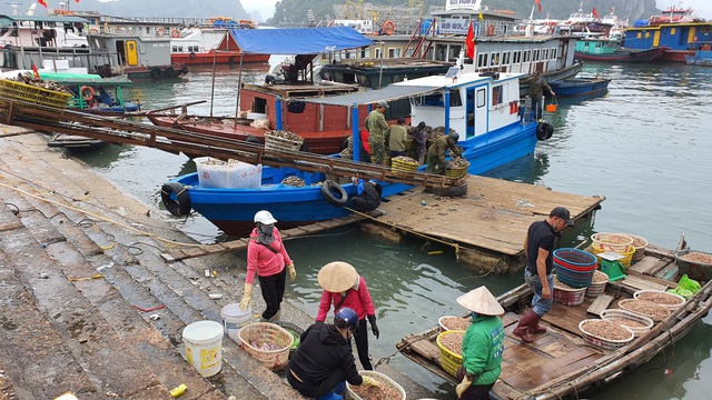 Khám phá về cảng Cái Rồng - Vân Đồn