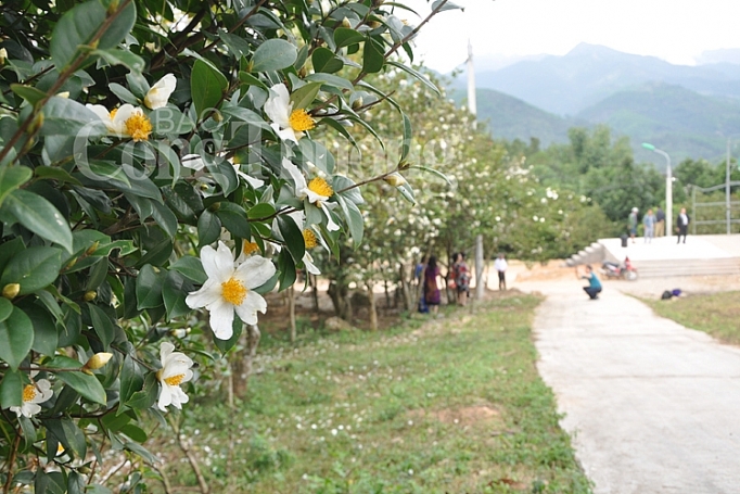 Bình Liêu mùa hoa sở